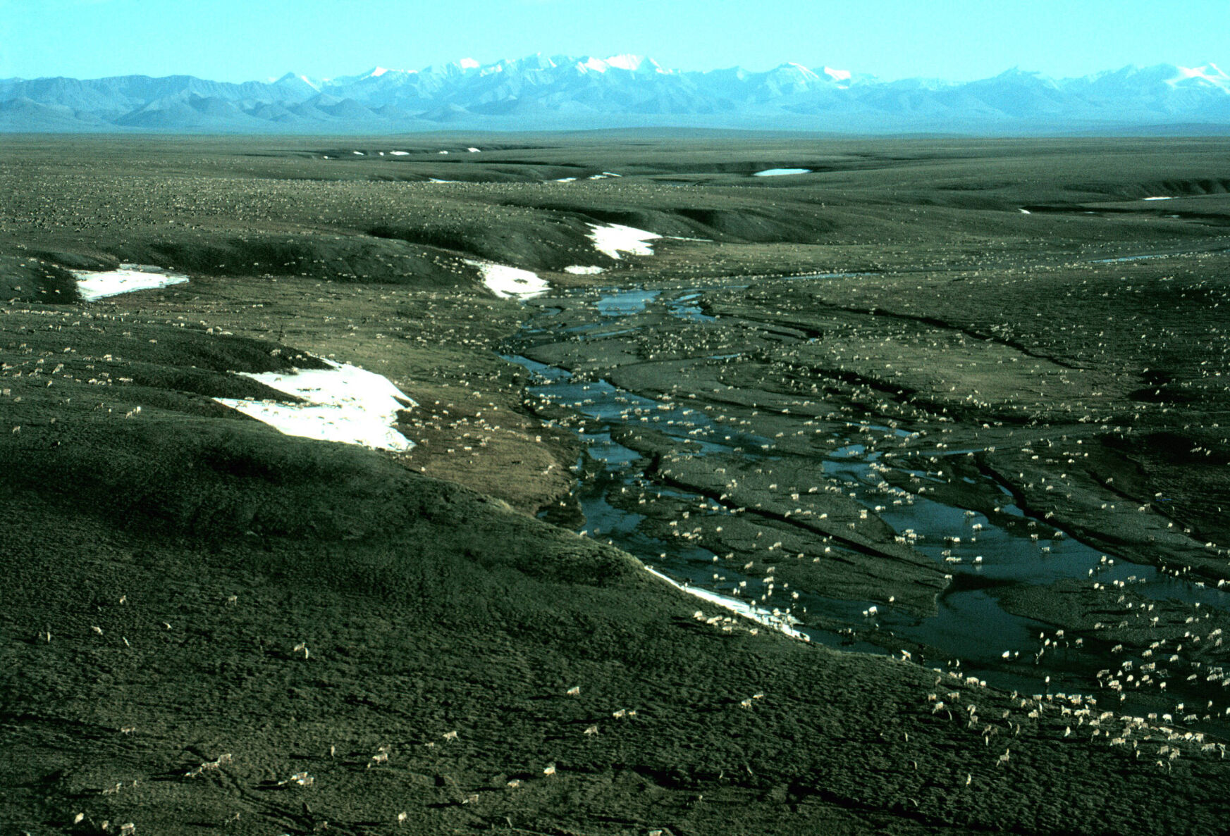 ANWR Pot0821